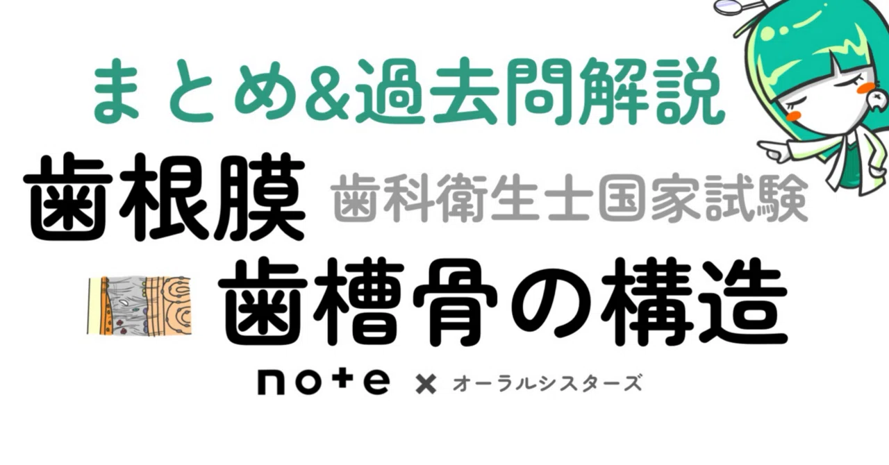 販売終了】歯根膜・歯槽骨の構造PDF📄 歯科衛生士国家試験｜オーラル