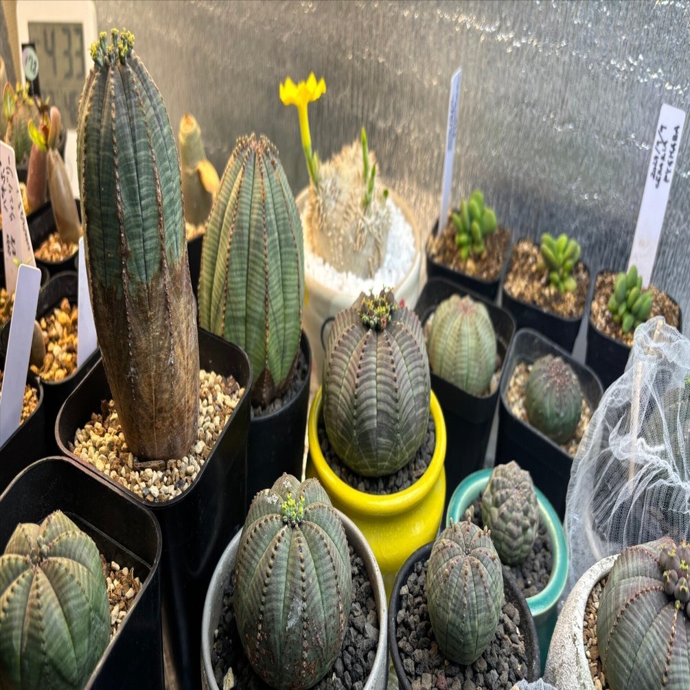 記録]オベサ24の成長記録（のっぽさん＞ブニョ化からの復活）｜園芸