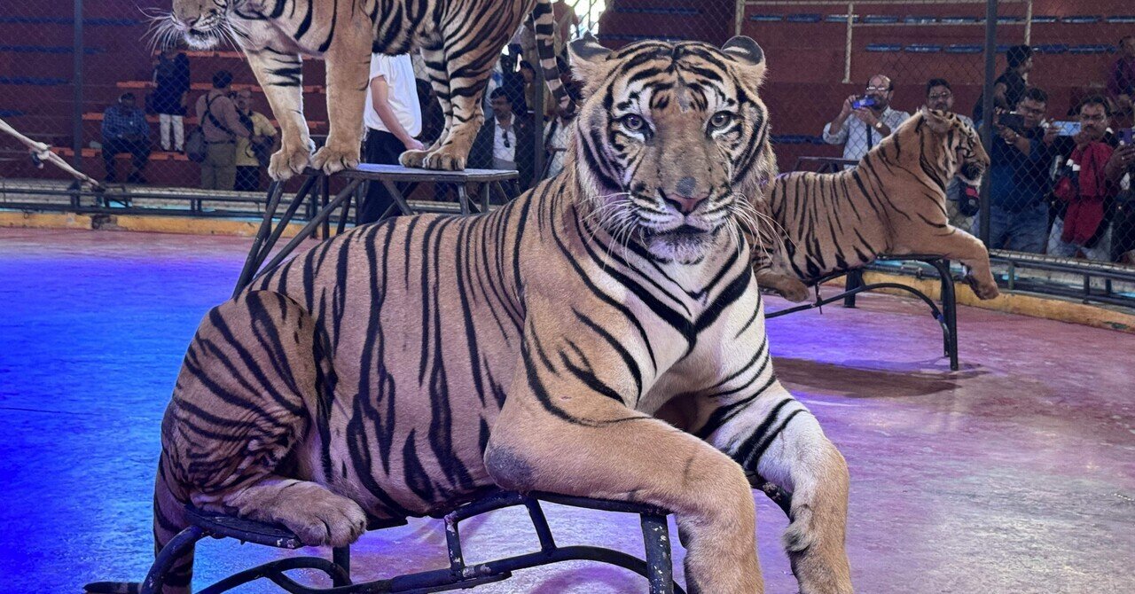 Tiger様専用です タイガー様専用 tigger様専用☆ タイガーさま専用です