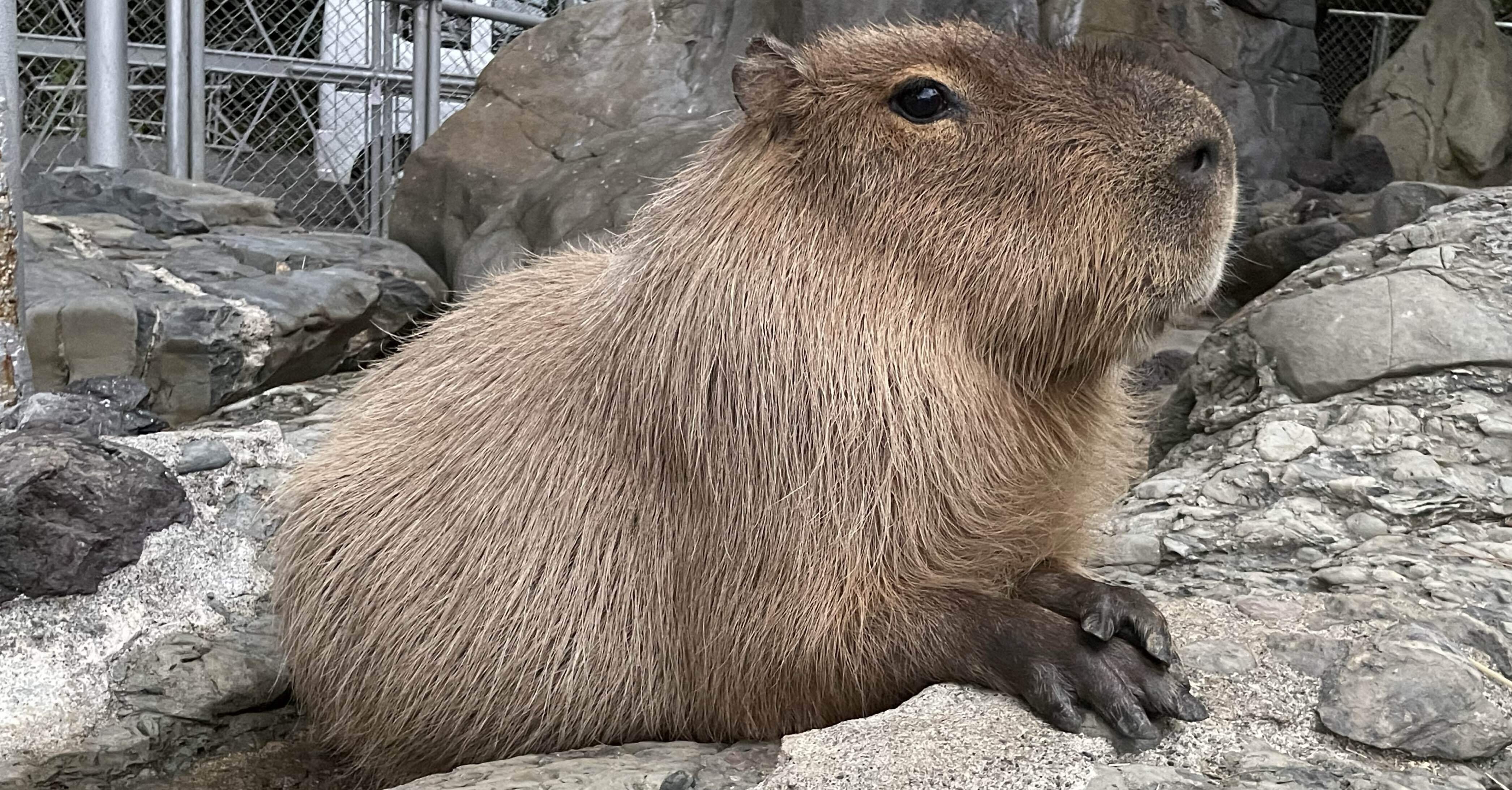 とあるカピバラのクセ｜桂浜水族館 公式