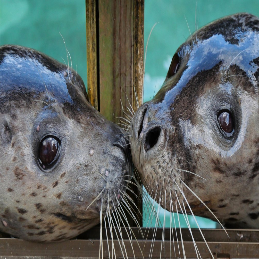 ヨーデルの森「ミール」と「あんず」のお別れ会に行ってきました｜ベッチ