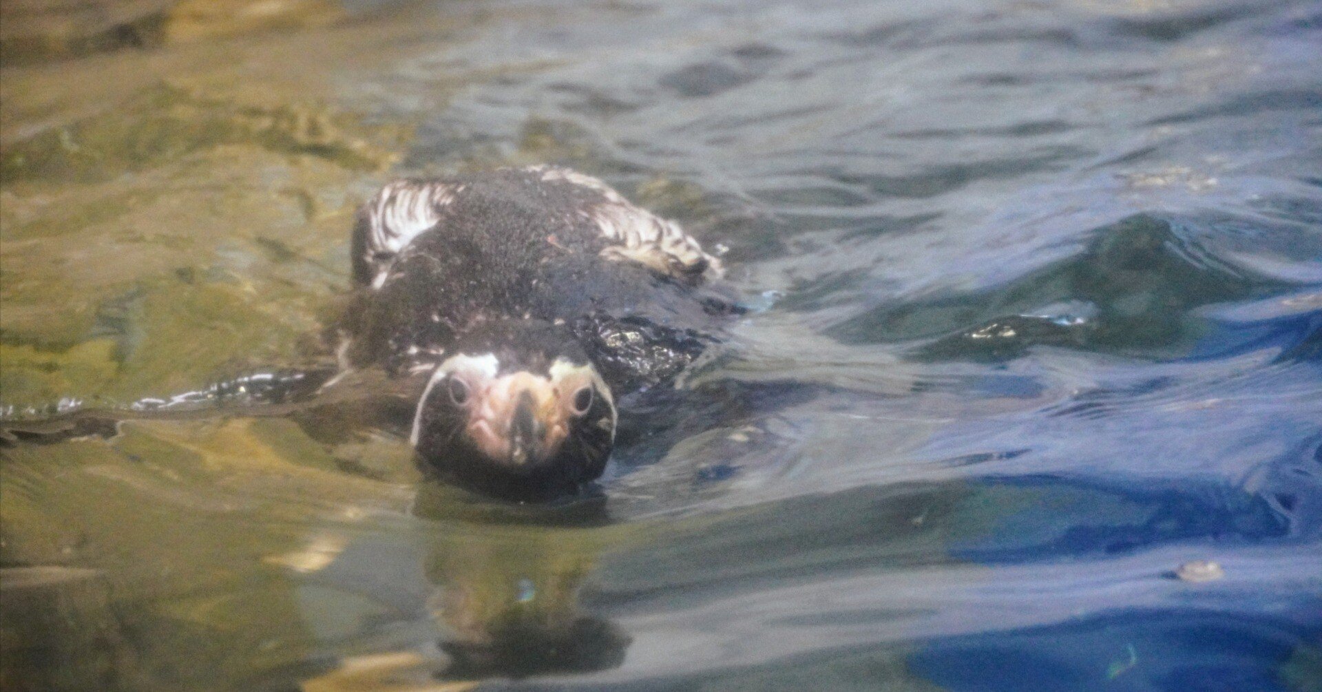 象 パンダ 豹 梟 亀 昆虫 魚 犬 猫 キリン ペンギン ブローチ 等 49点 フンボルトペンギンのチッチ（新江ノ島水族館）｜ウソソ（カワウソ
