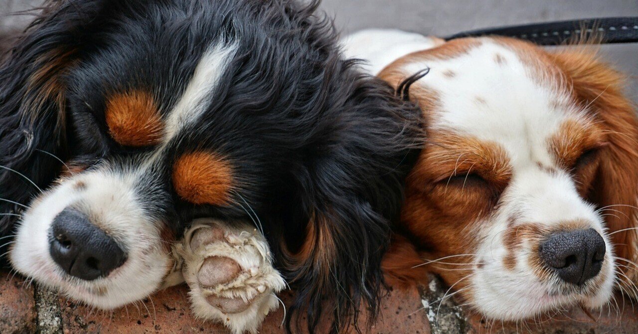 飼いやすい犬種5選