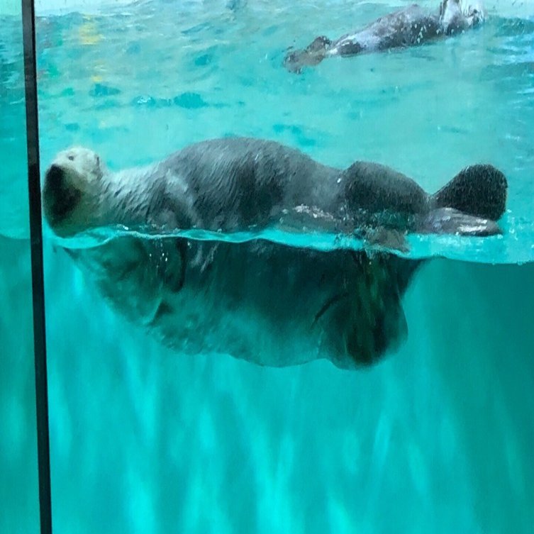 日本で飼育されているラッコ 2024｜はるこ