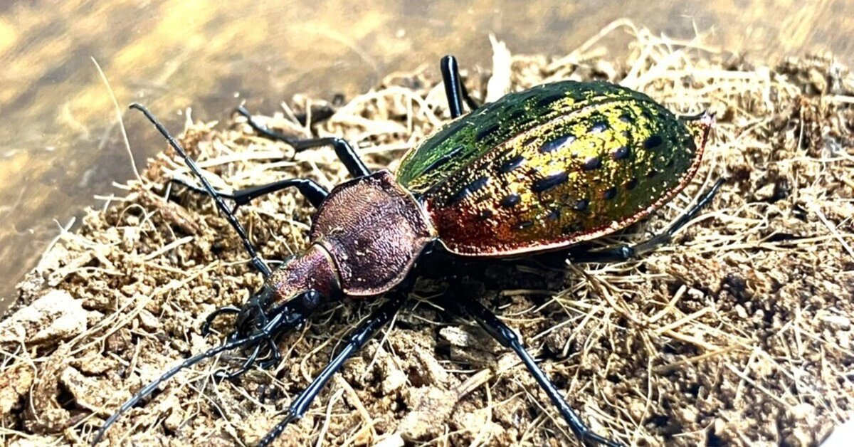 ブルーで凄く美しいカブリモドキ！ 眩しい煌めき、シナカブリモドキ（Carabus lafossei