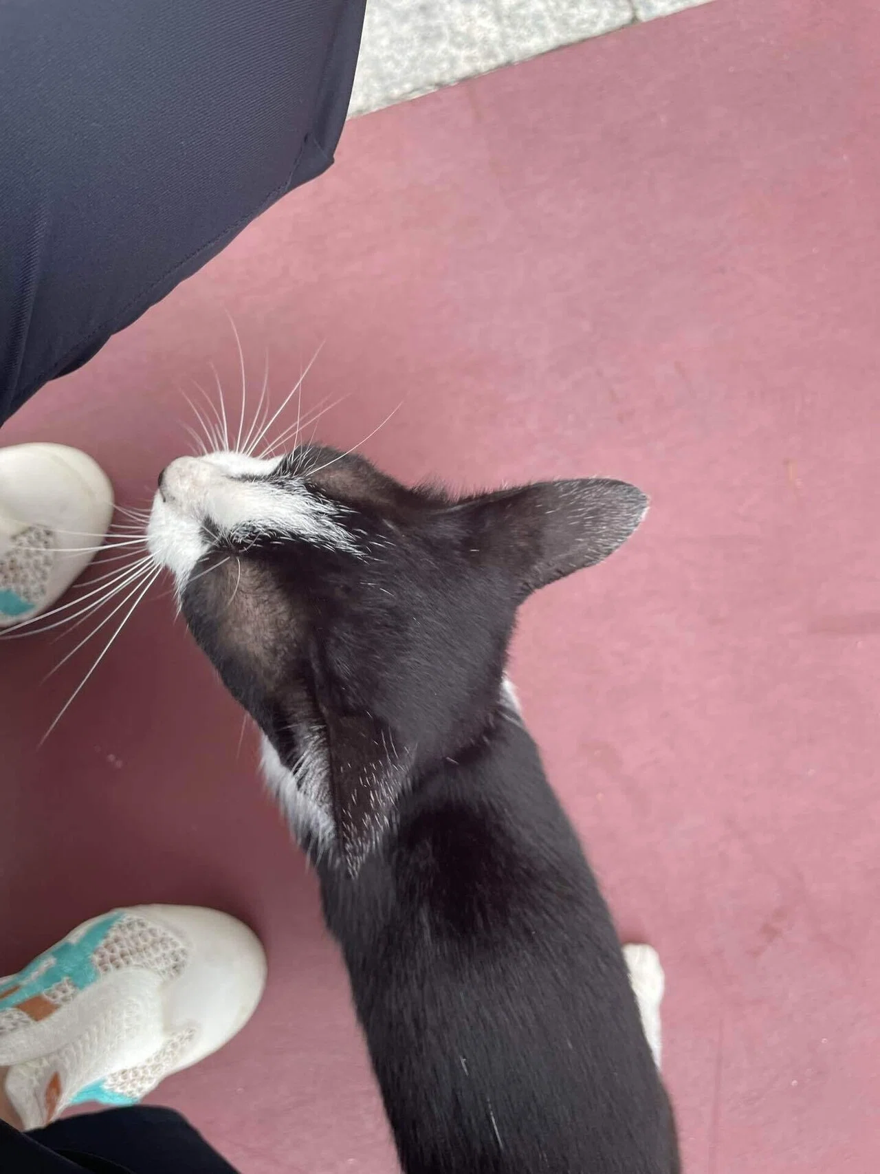 ワットラーチャプラディット】猫が案内してくれたラーマ4世の菩提寺