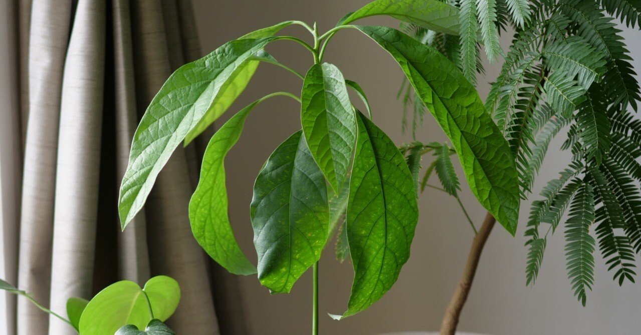 アボカドを種から2年育ててみる｜ワタナベ