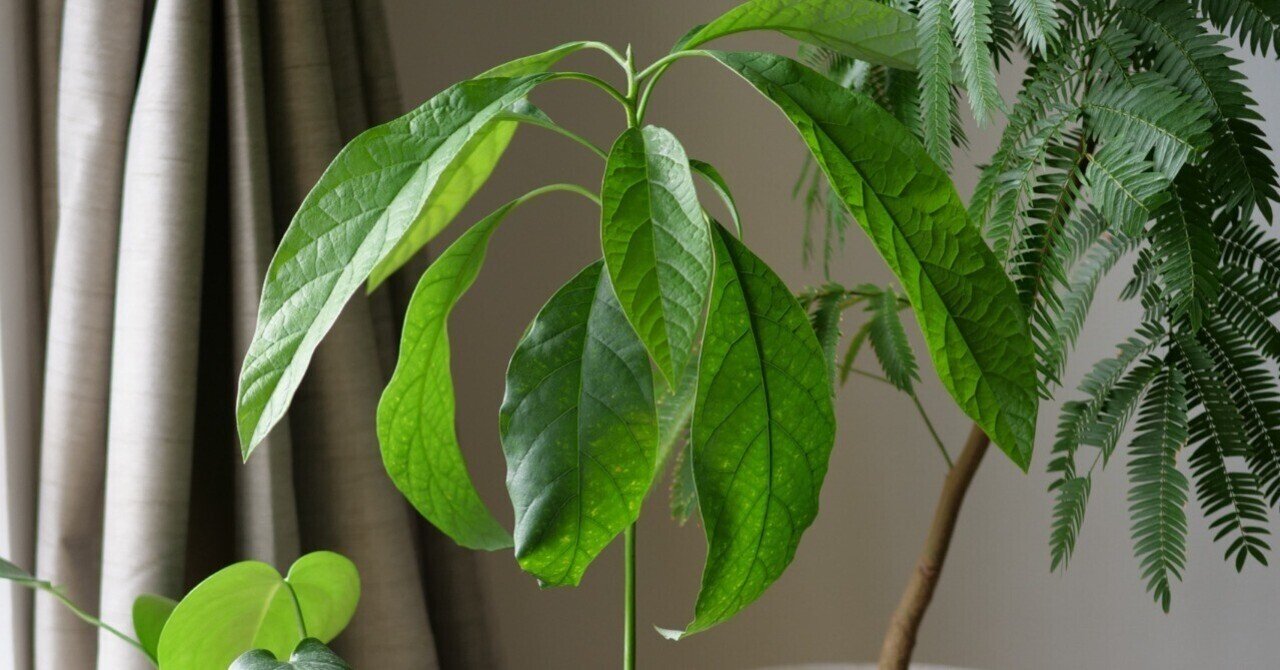 アボカドを種から2年育ててみる｜ワタナベ