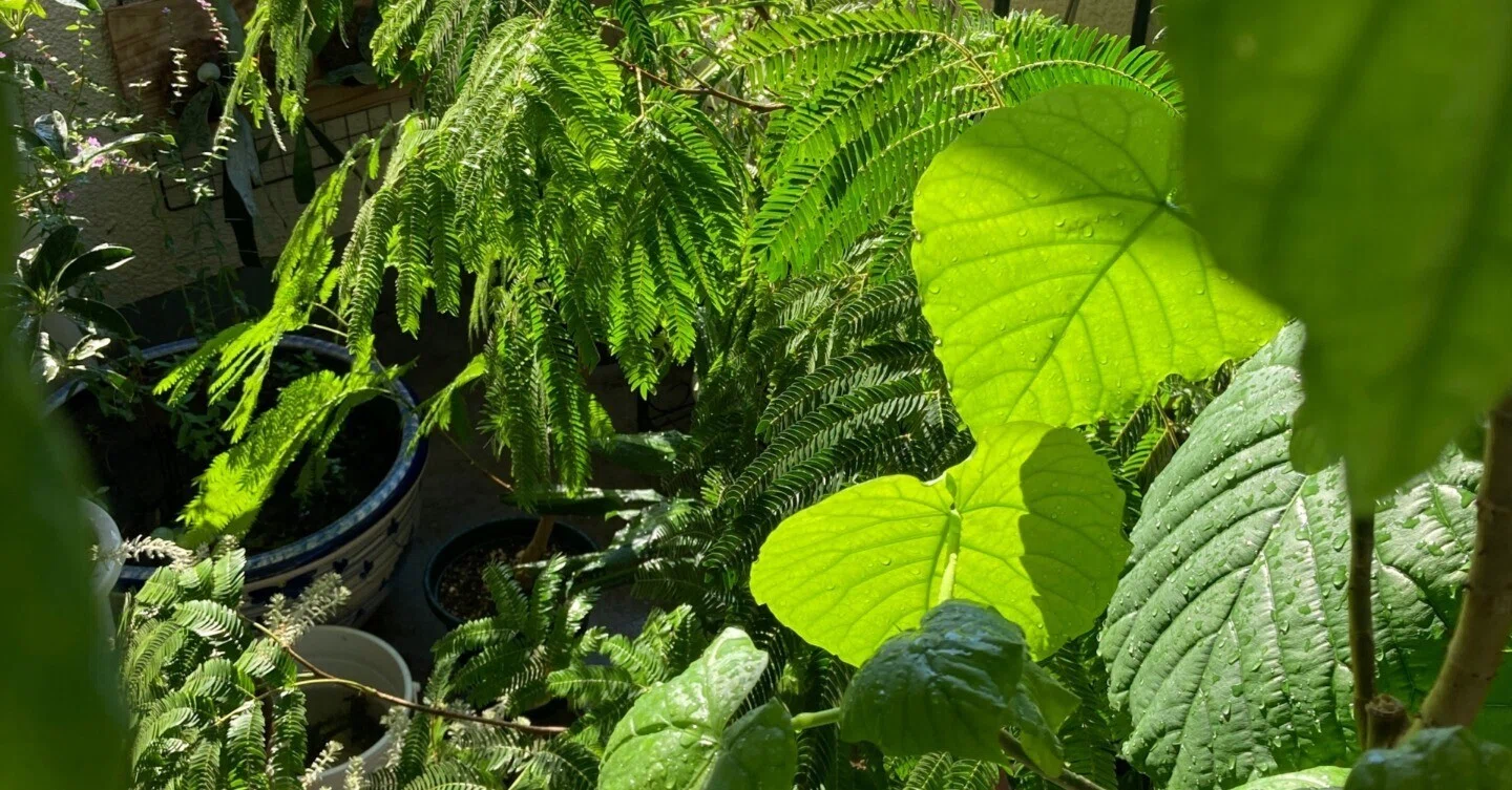 管理しやすい数で植物を楽しむ｜note ワタナベ