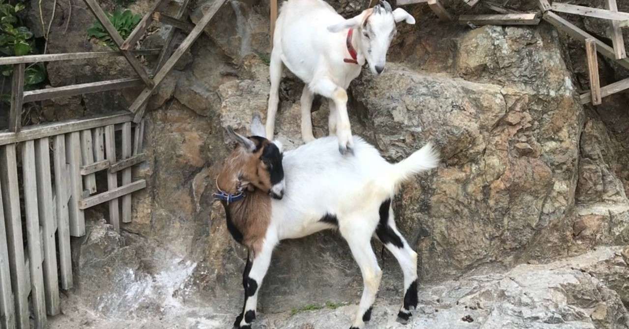 奄美でヤギに会える場所 める Note