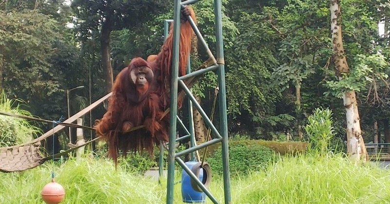 海外ひとり旅 In インドネシア 2 動物いっぱいラグナン動物園 ひとり旅ニニコ Note 海外ひとり旅 In インドネシア 2 動物いっぱいラグナン動物園 ひとり旅ニニコ Note