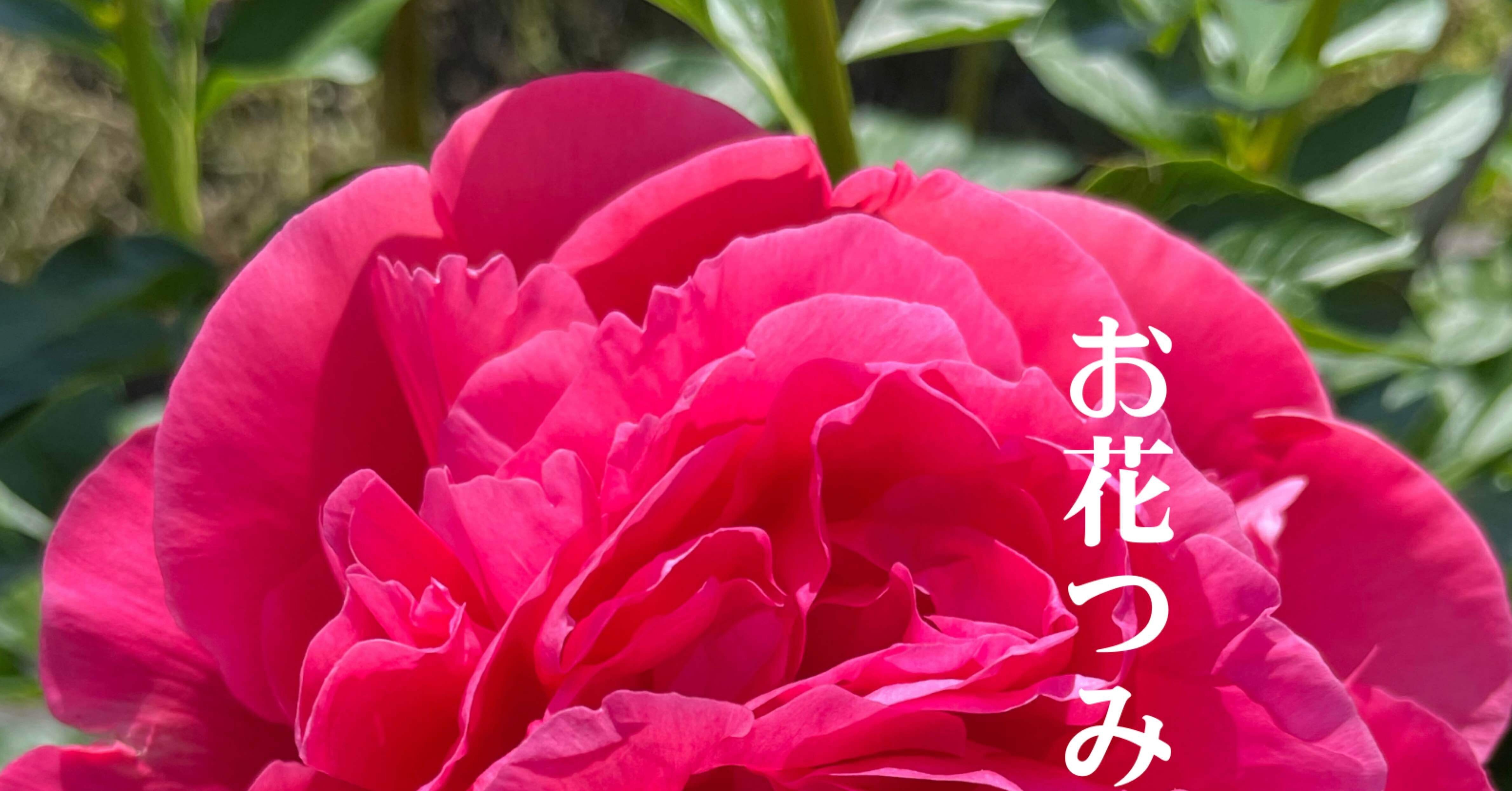 2025笑顔の花 芍薬プロジェクト｜ハローウェルカンパニー 大下夕佳