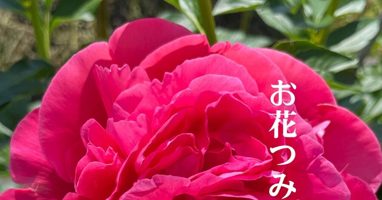 2025年　芍薬畑　確認用ページ 2025年 芍薬畑 確認用ページ