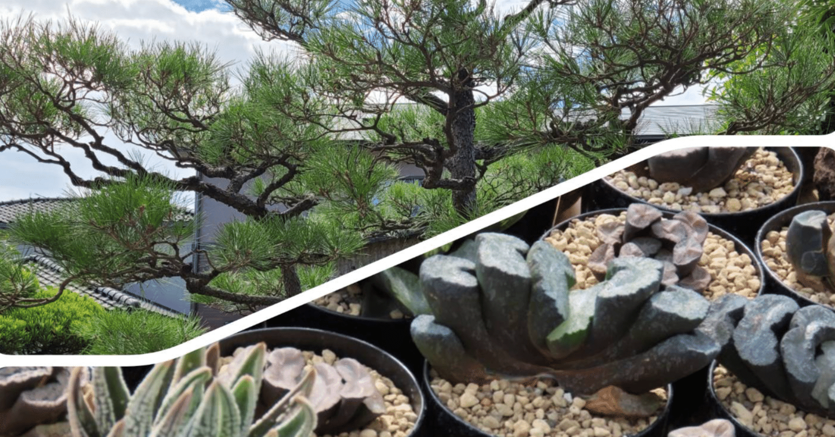 多肉植物ハオルチア 59玉扇玄武帝 サボテン 多肉植物ハオルチア 59玉扇玄武帝 サボテン