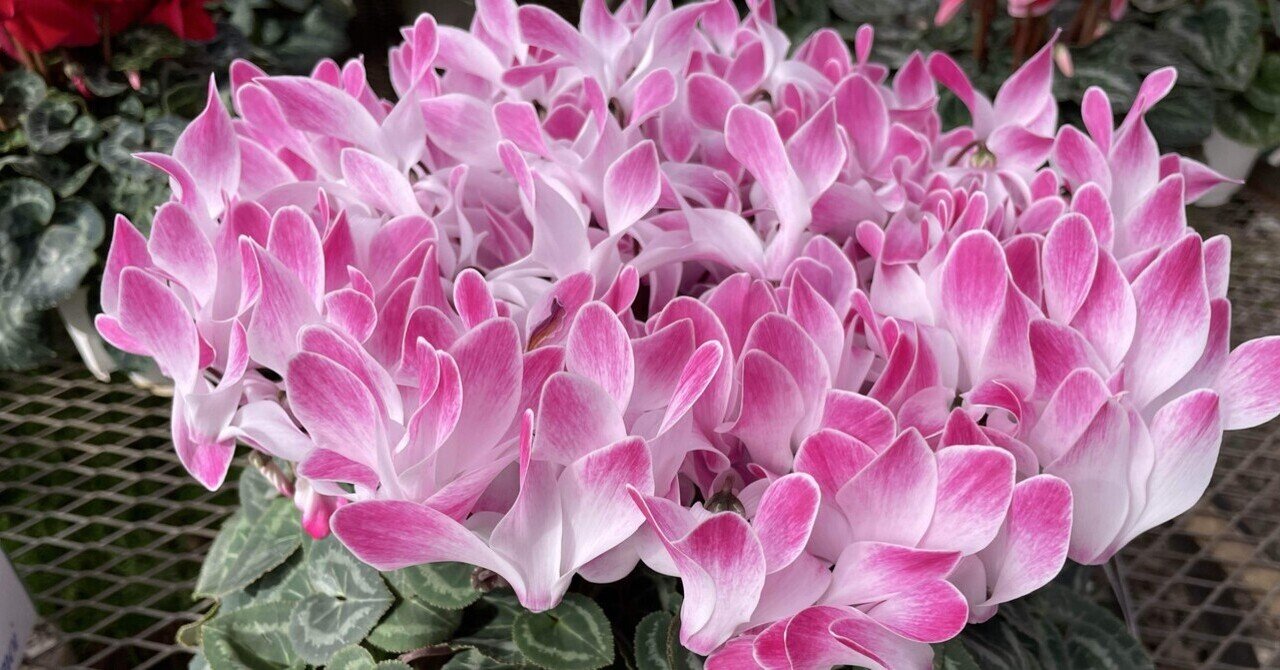 増殖するg プリズマ PSA 10 Gem Mint Gloria 276/184 Vmax Climax Full Art 2021 Japanese