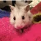 🐰ちゃそ🐰