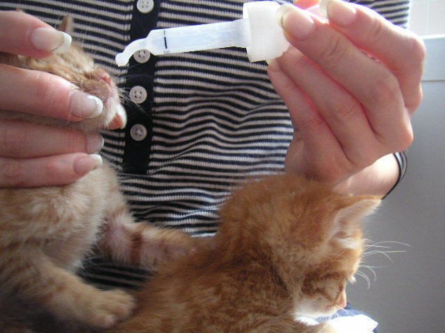 お薬をママに飲ませてもらう弟と順番待ちのお兄ちゃん 思い出アーカイブ Mizunote Note