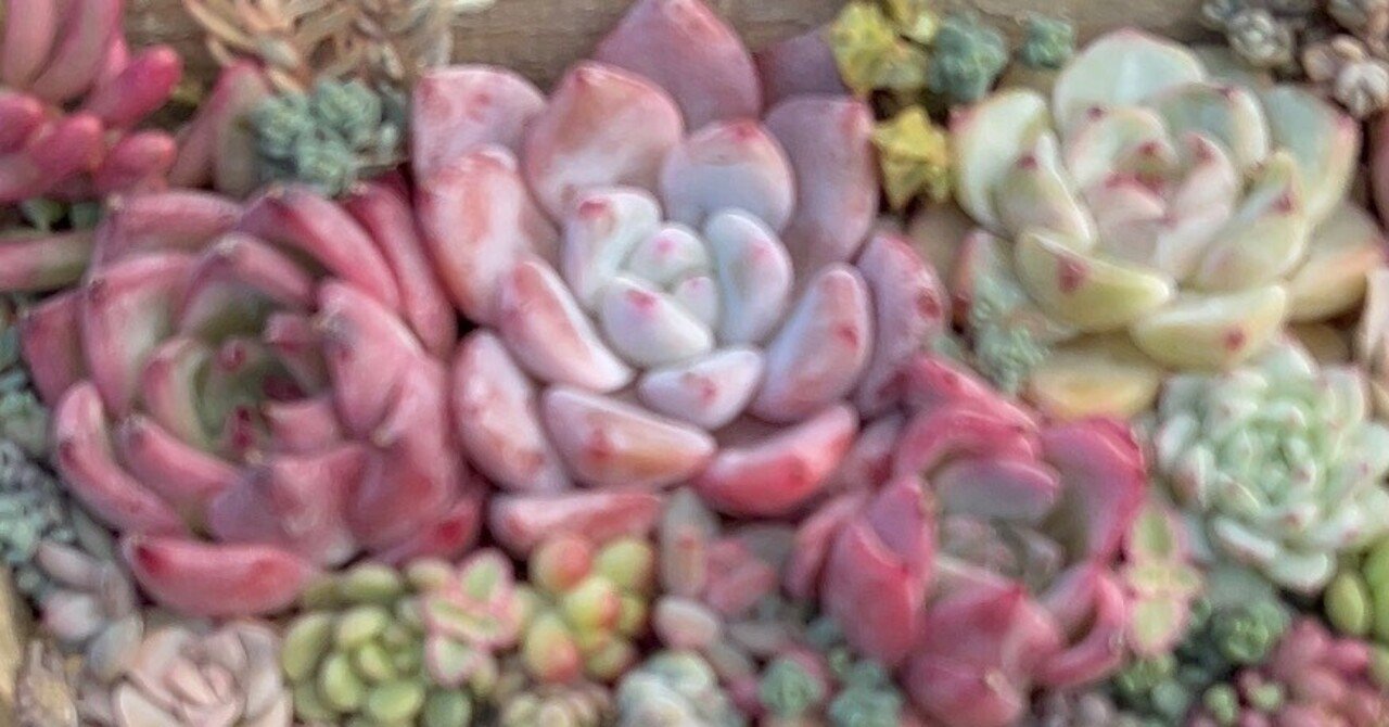 専用ページです。他の方はお買い上げになりませぬよう❤️多肉植物 ジョイフルエーケー大曲店です！ グリーンワークショップのお知らせ