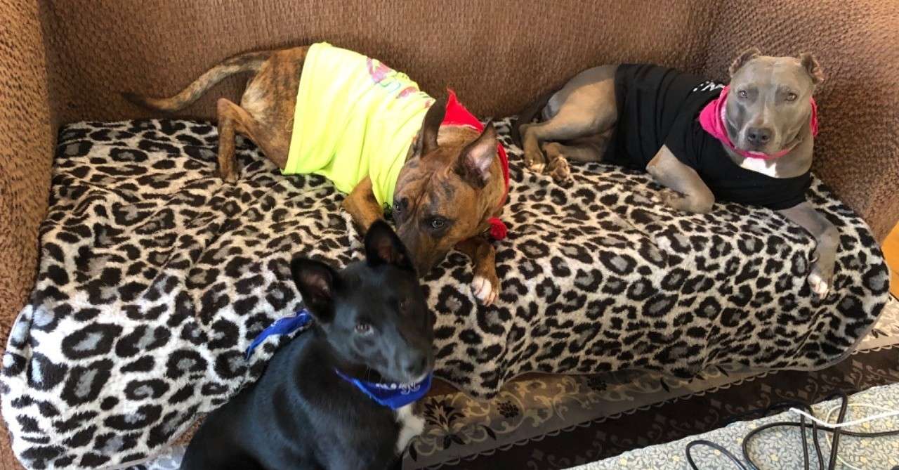 昔は外今は中で暮らす ガラッと変わった犬のあたりまえ コゾノケイコ Note