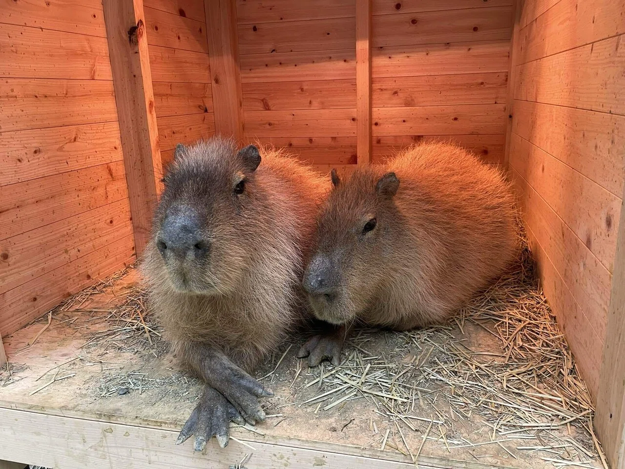 とあるカピバラのクセ｜桂浜水族館 公式