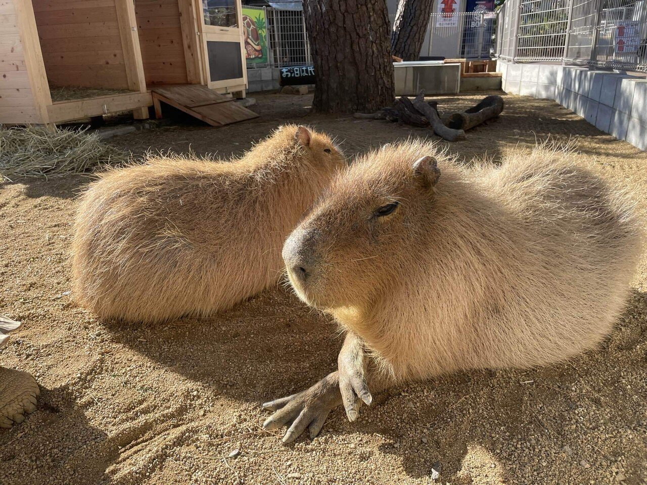 とあるカピバラのクセ｜桂浜水族館 公式