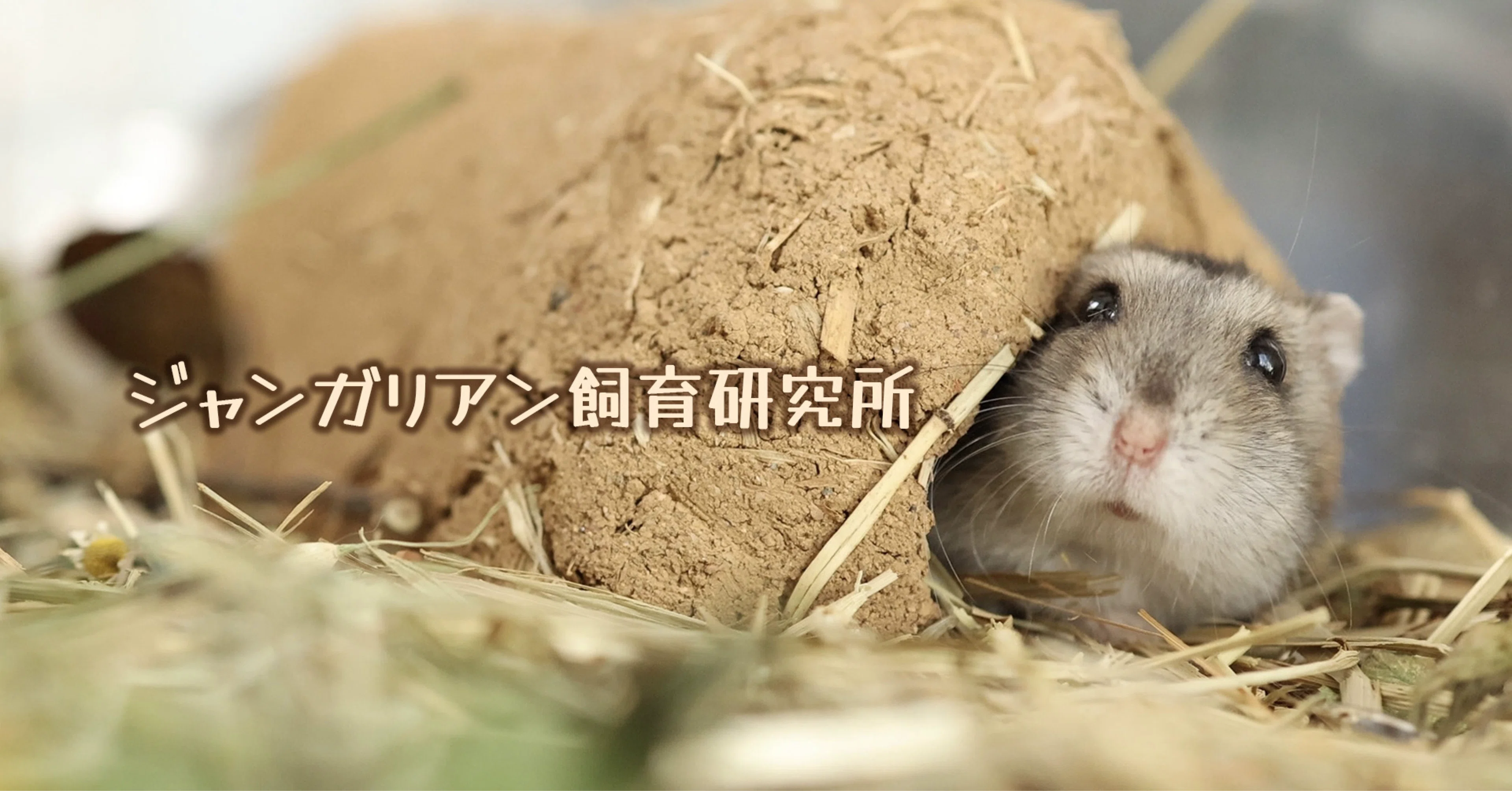 ジャンガリアン飼育研究所｜note