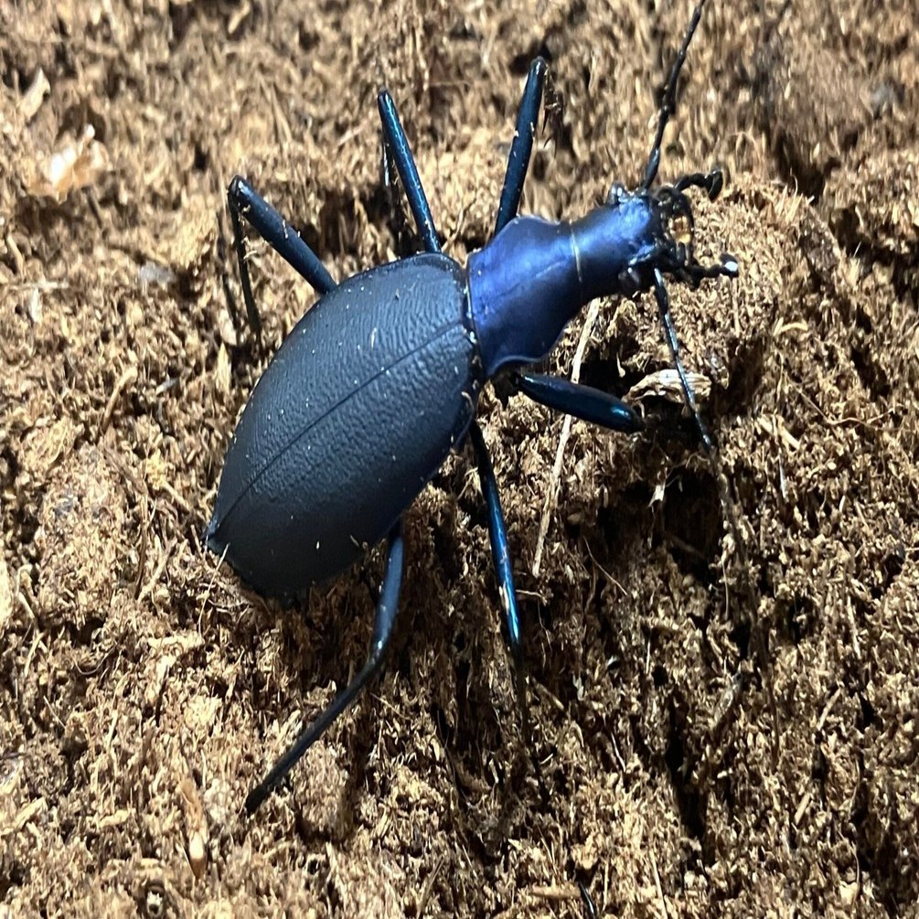 2026年最新】カブリモドキの人気アイテム - メルカリ 【極美個体