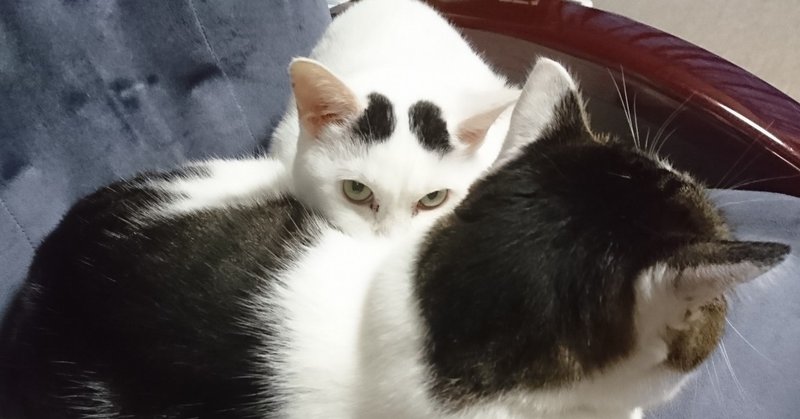 猫が走る マボ Note