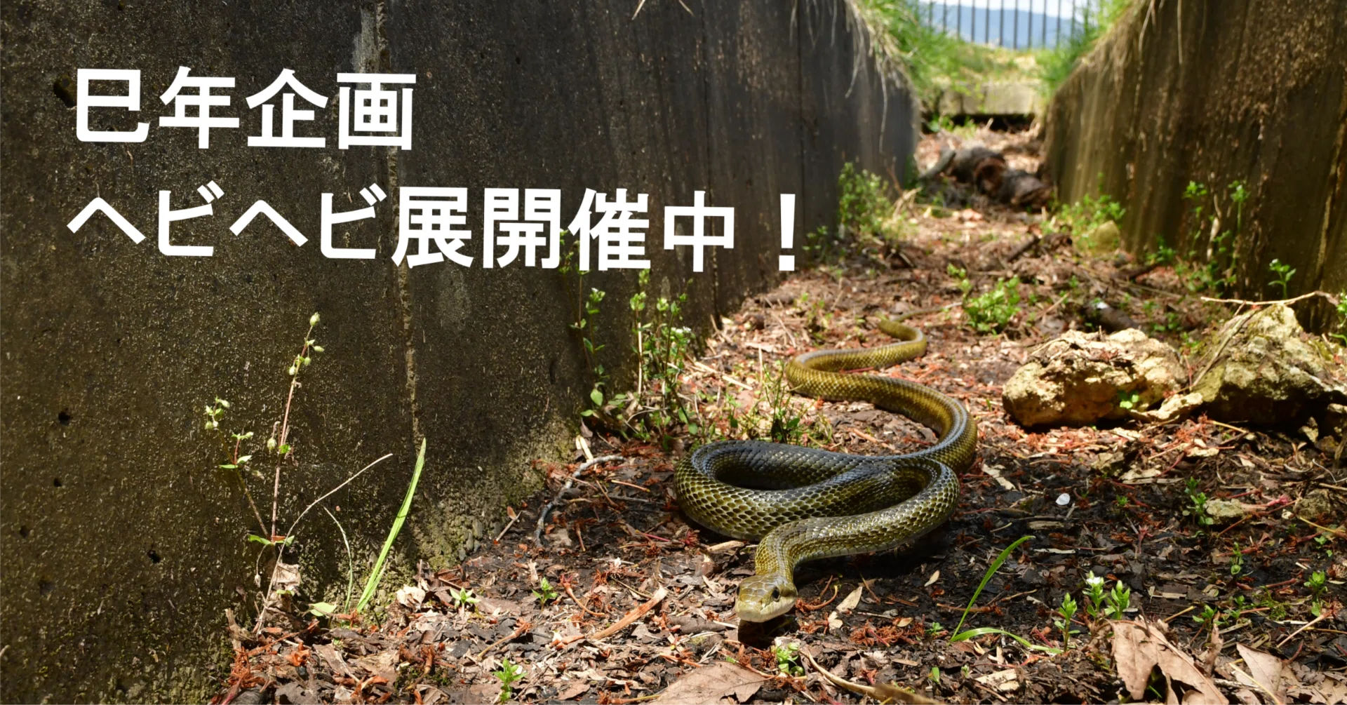 25 2025年巳年🐍企画 ヘビヘビ展開催中！大学周辺のヘビを紹介します