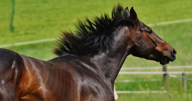 父として成功せずとも 母父として成功できる馬の1つの特徴 一口馬主マスターb Note