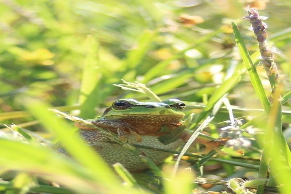 アマガエル の定番タグ記事一覧 Note つくる つながる とどける