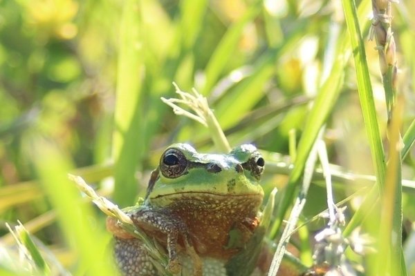 アマガエル の定番タグ記事一覧 Note つくる つながる とどける アマガエル の定番タグ記事一覧 Note つくる つながる とどける