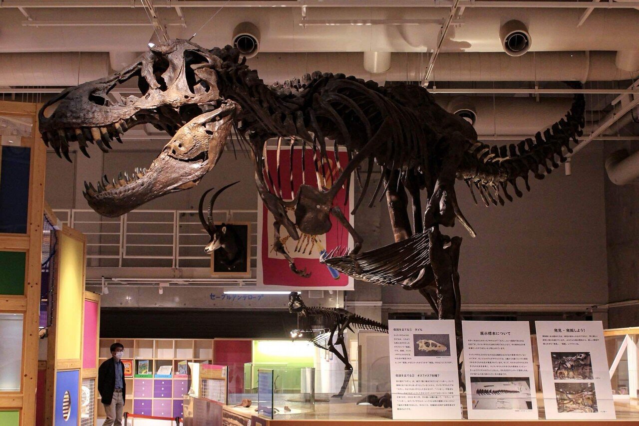 BHI 3033「Stan」(Tyrannosaurus rex)｜やま