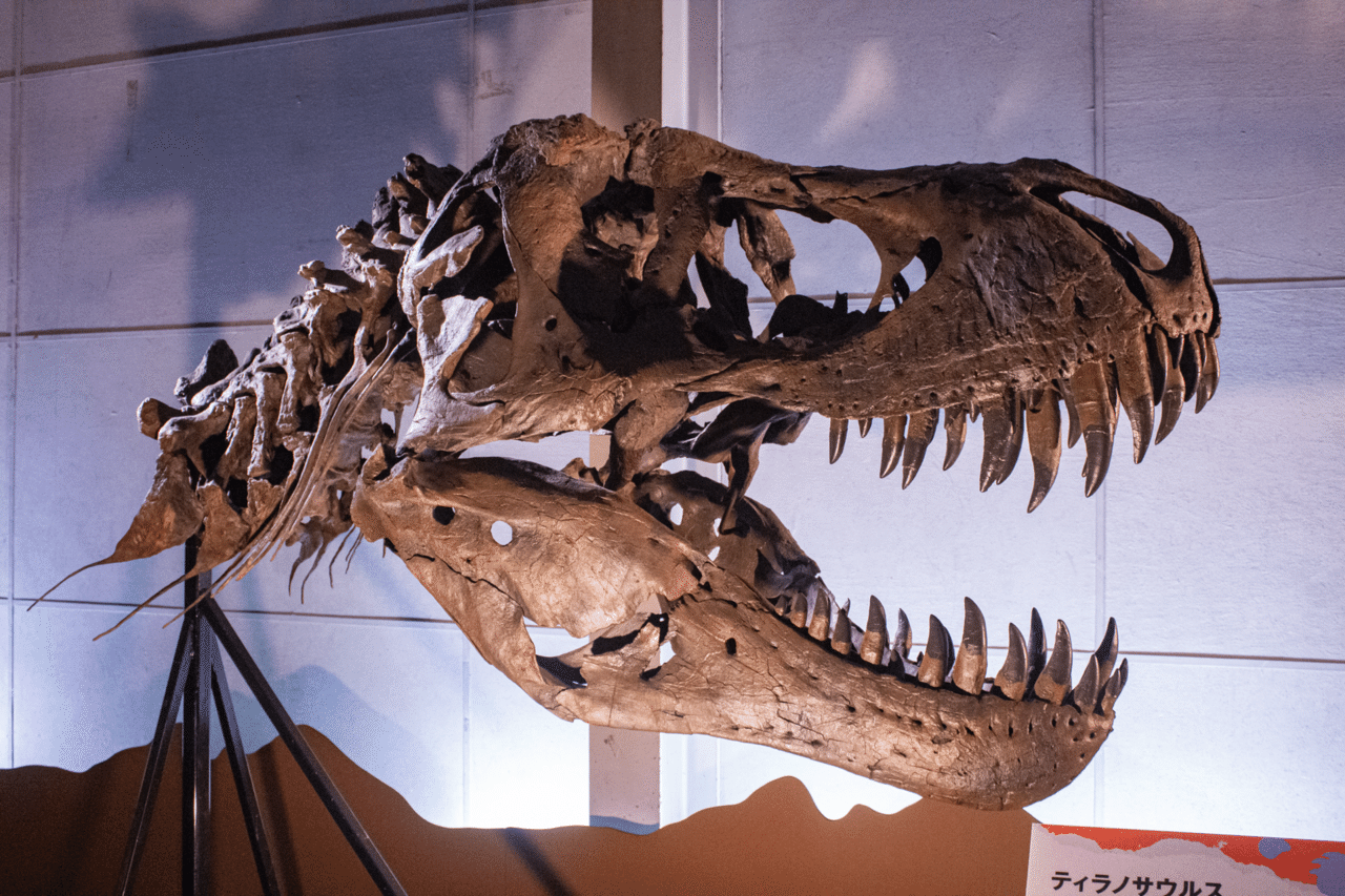 BHI 3033「Stan」(Tyrannosaurus rex)｜やま