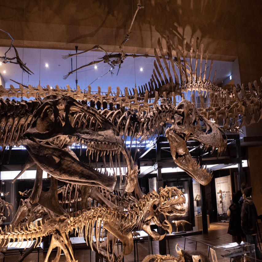 BHI 3033「Stan」(Tyrannosaurus rex)｜やま