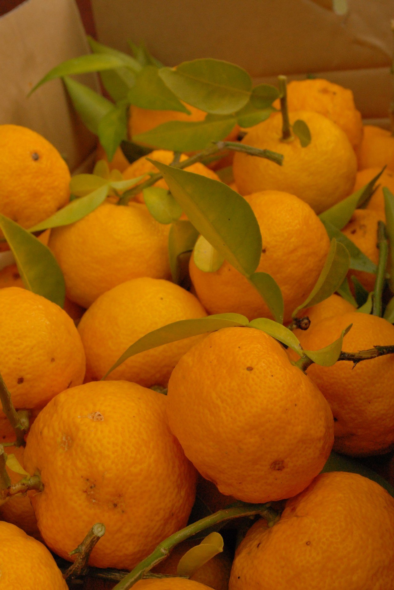 柚子風呂のお知らせ おごと温泉 びわ湖花街道 Note 柚子風呂のお知らせ おごと温泉 びわ湖花街道 Note