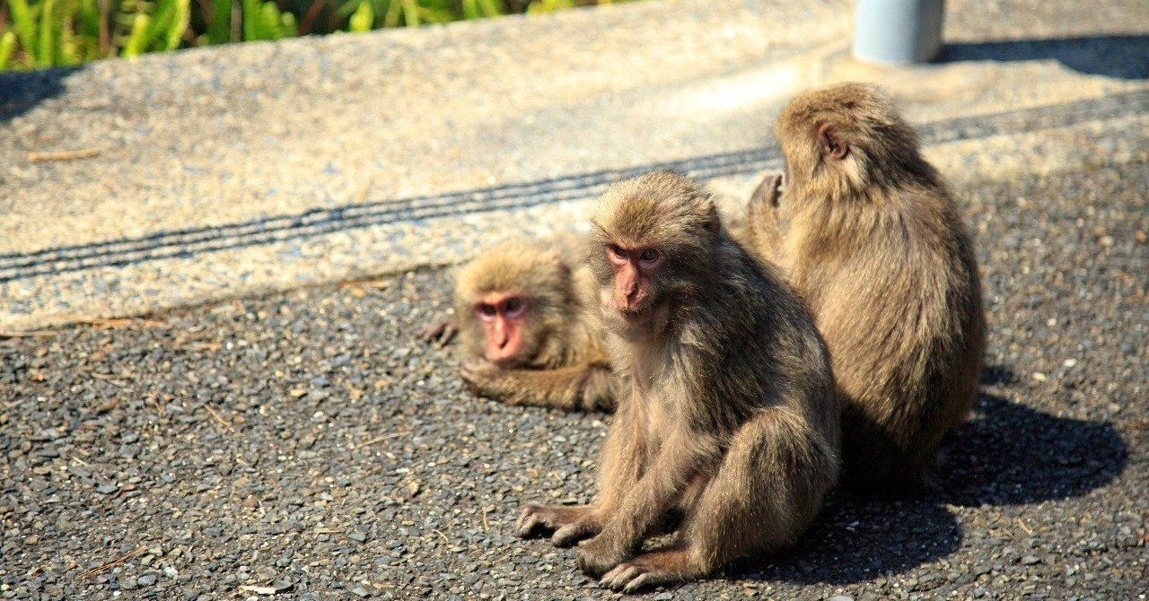私とお猿と崖と｜しりひとみ