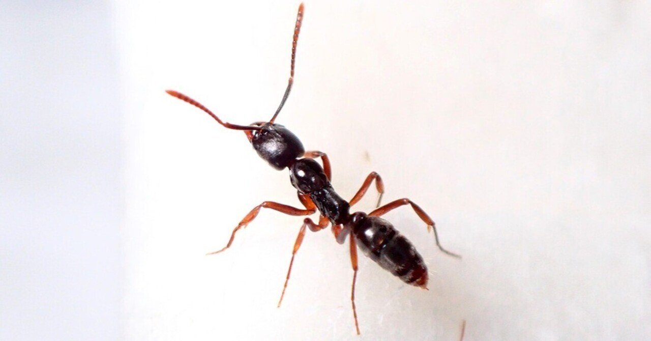 オオハリアリ｜Hinata