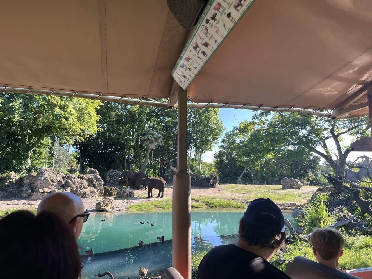 アメリカ旅行】ひとりディズニー：アニマルキングダムが期待を超えてき