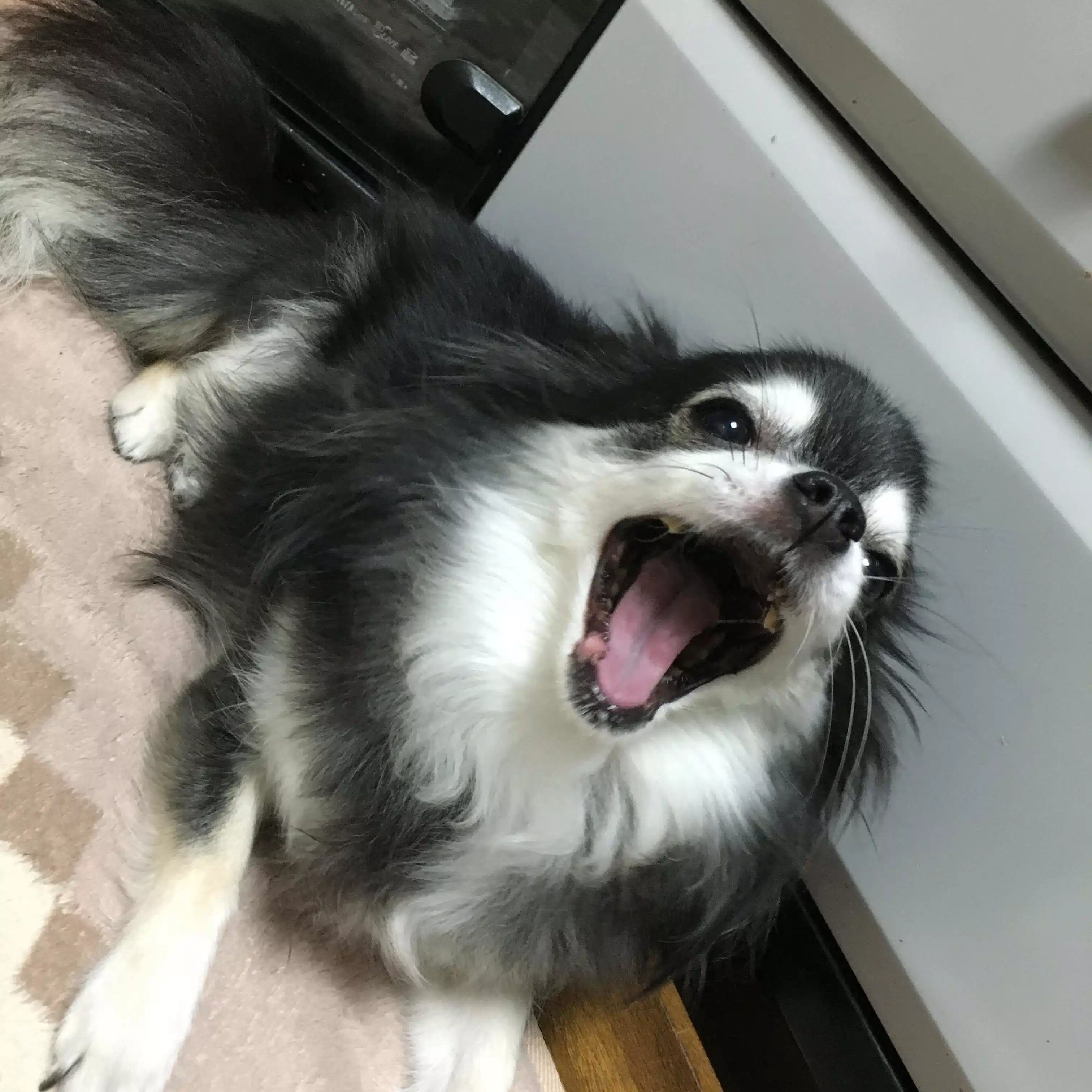 masaya