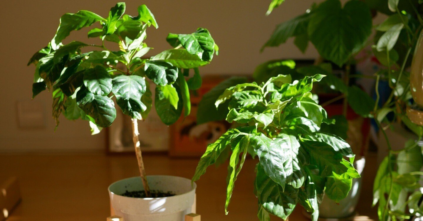試した】コーヒーの木を冬に植え替えたら枯れるか?|ワタナベ 試した】コーヒーの木を冬に植え替えたら枯れるか?|ワタナベ