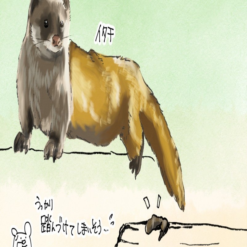 わざわざ目立つところにプリっ｜イタチ｜くますけ｜自然ガイド