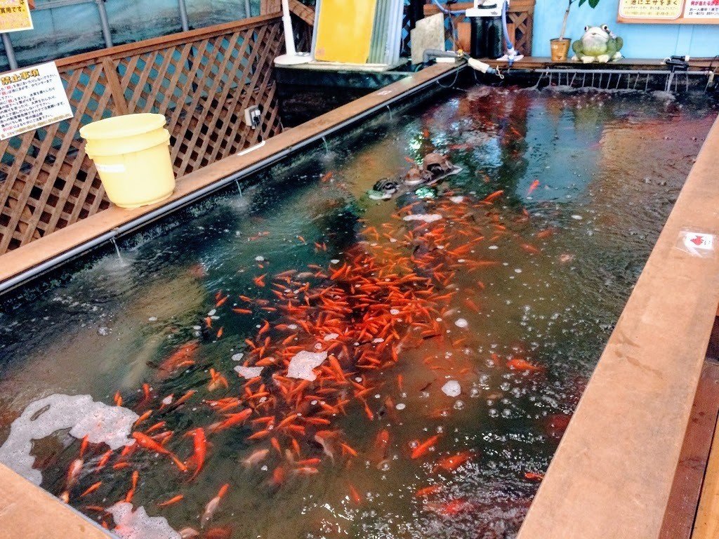 都内の屋内釣り堀 スーパーフィッシング足立店が最高に楽しい ヤマノヒツジ Note 都内の屋内釣り堀 スーパーフィッシング足立店が最高に楽しい ヤマノヒツジ Note