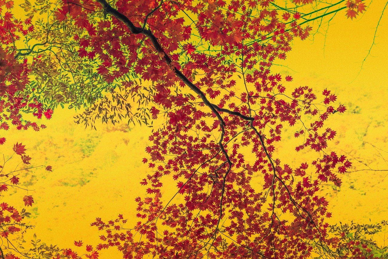 西沢渓谷紅葉