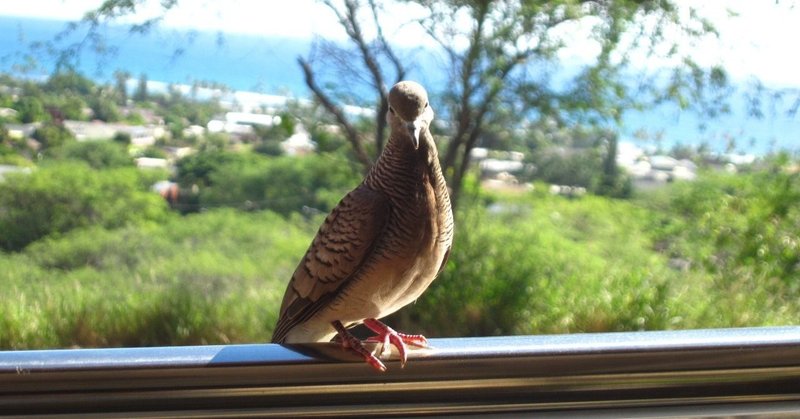 詩的な鳩 トトフィム Note 詩的な鳩 トトフィム Note