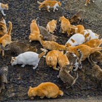 私を構成する5つのマンガ Rave編 紅玉 あかだま Note