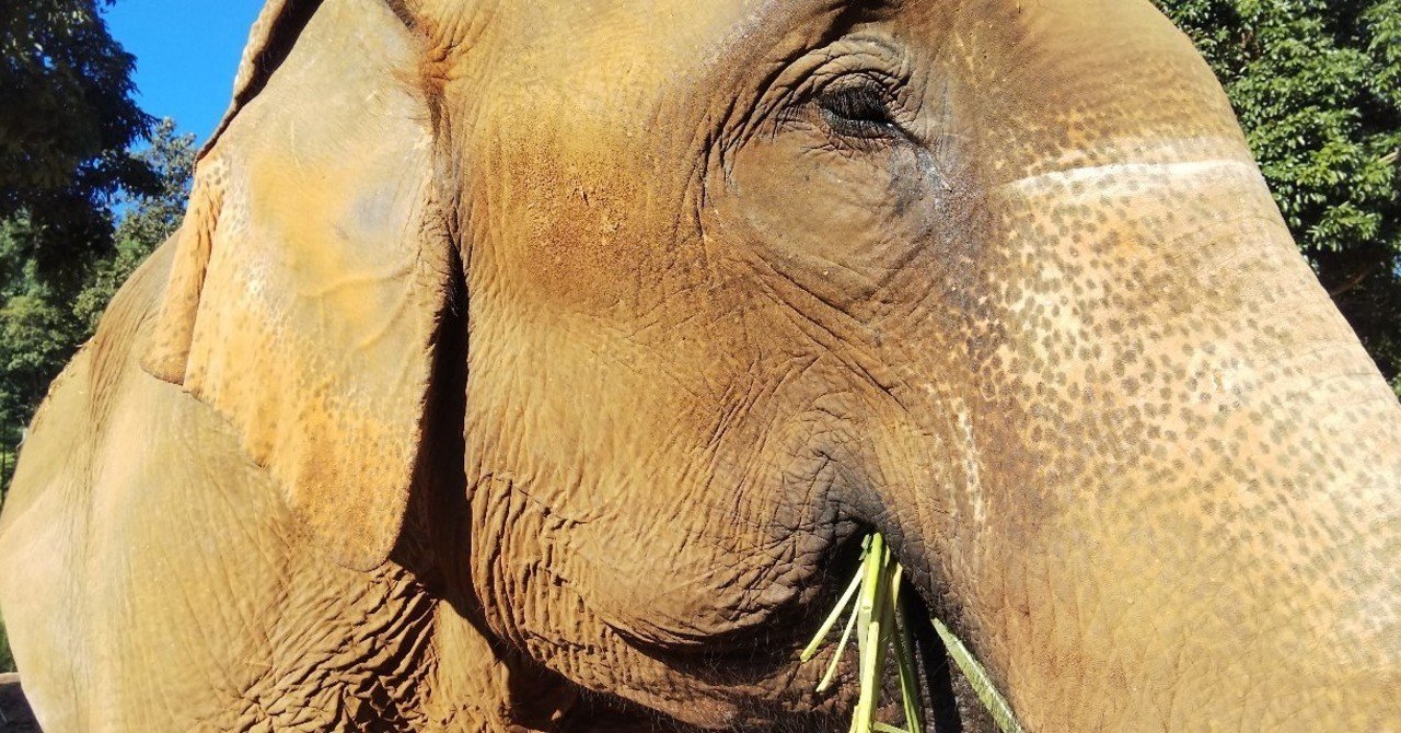 象乗りについて真剣に考えた Jalan Note 象乗りについて真剣に考えた Jalan Note