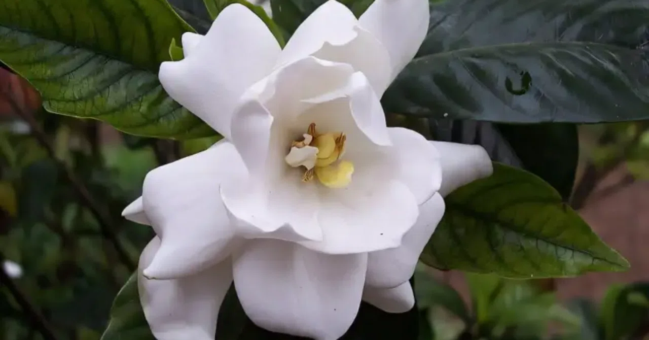 最新｜クチナシの植物は、病んだ人間の神経を再生する化学的鍵を握っているかもしれない