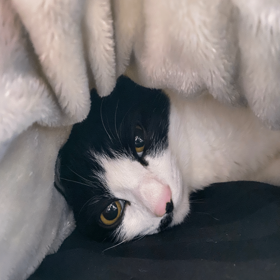 冬猫 様 ページ 9784344434738.jpg?p=book-ogp&