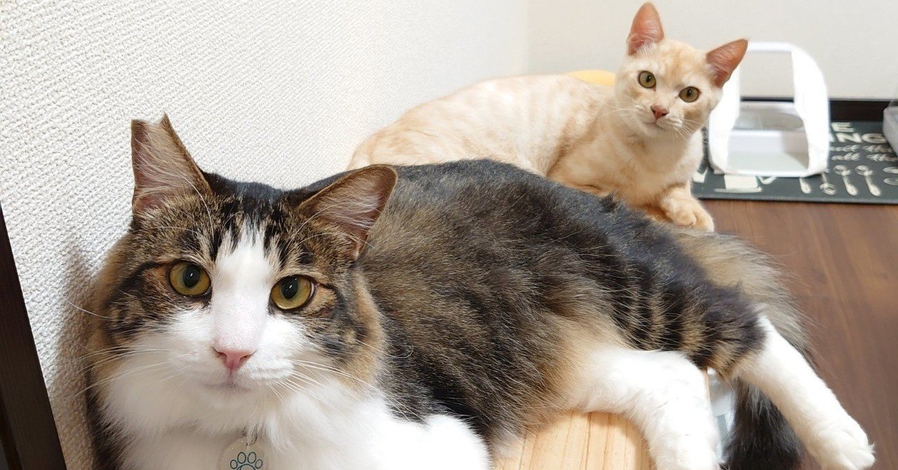 猫の多頭飼いを選んだ理由とやり方 ハルタ Note